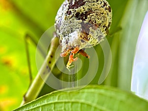 Egg box ( ootheca ) Praying mantis