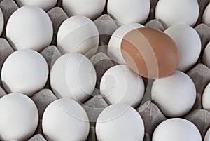 An egg brown into white eggs, Visible minority