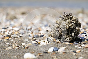 Egg capsules of veined rapa whelk thrown to the seashore