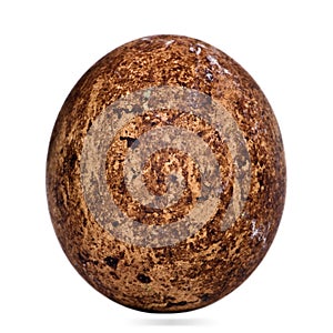 Egg of Caracaras Southern