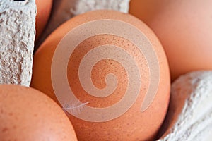 Egg carton with fresh brown eggs