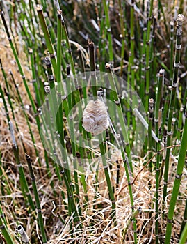 An egg case from a Chinese preying mantis on a horsetail fern stem.