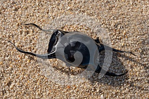 Egg case of a Spotted Ray lying on sandy beach, also commonly known as mermaid`s purse.