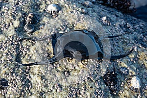 Egg case of a Spotted Ray on rock at beach, also commonly known as mermaid`s purse.