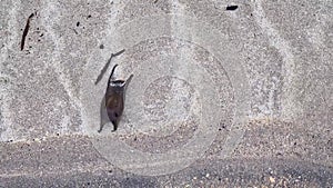 Egg case of a Spotted Ray swimming off the west coast of Ireland