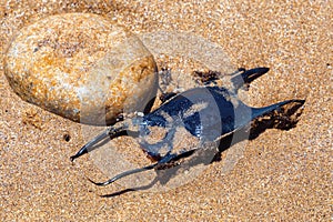 Egg case of the Thornback ray Raja clavata on the sandy beach of the Atlantic ocean coast. Morocco