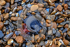 Egg casing of a Ray fish also known as Mermaids Purse.