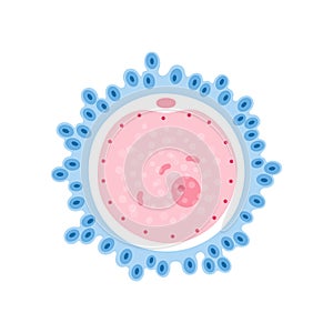 Egg cell anatomy