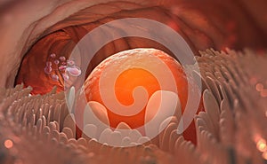 Egg cell leaves the ovary. Ovulation. Natural fertilization