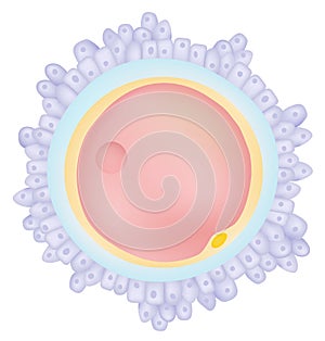 The egg cell - Ovum