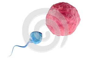 Egg cell, ovum with spermatozoon, 3D rendering