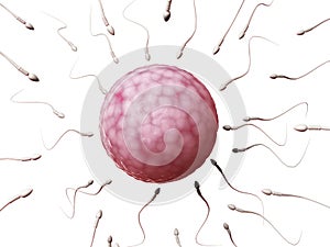 Egg cell and sperm
