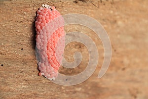 Egg cherry scallop on wood. Pomacea canaliculata eggs (Golden apple snail, Channeled apple snail)