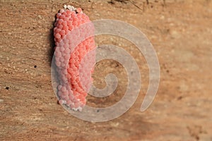 Egg cherry scallop on wood. Pomacea canaliculata eggs (Golden apple snail, Channeled apple snail)