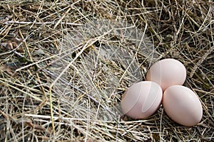 Egg chicken photo