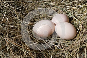 Egg chicken photo