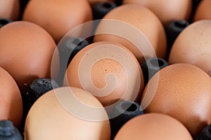 Egg chicken, Food ingredient organic breakfast