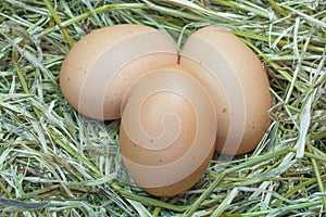 Egg