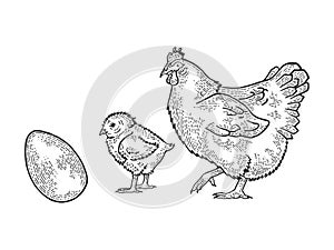 Egg chicken and hen sketch vector illustration