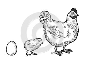 Egg chicken and hen sketch vector illustration