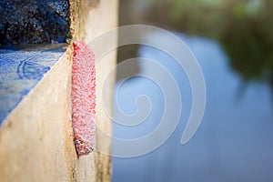 Egg cluster of an Applesnail