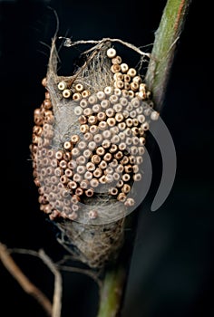 Egg cluster of Vapourer moth in detail.