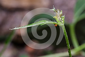 Egg of Common rose butterfly