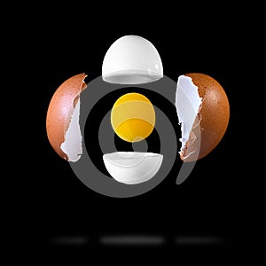 Egg components photo
