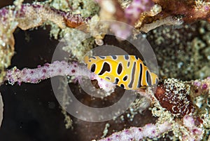 Egg Cowry Cuspivolva tigris