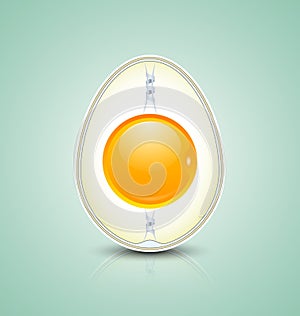 Egg cross section icon
