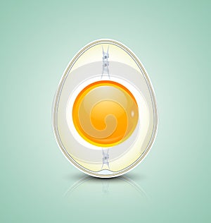 Egg cross section icon photo