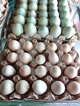 Egg Duck & Egg Chicken