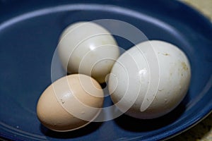 egg. Duck eggs. Close-up of the size comparison of goose eggs