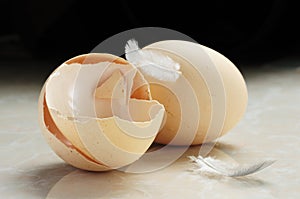 Egg and Eggshell with feather