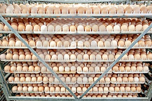 Egg Factory with GOOD Quality Control