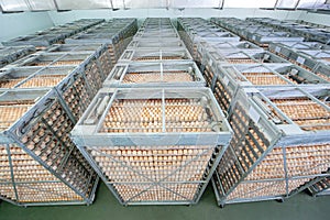 Egg Factory with GOOD Quality Control