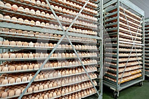 Egg Factory with GOOD Quality Control