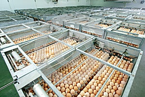 Egg Factory with GOOD Quality Control