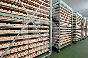 Egg Factory with GOOD Quality Control