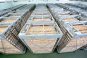 Egg Factory with GOOD Quality Control