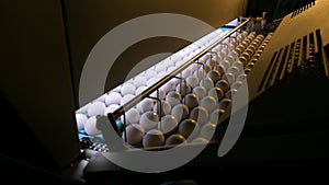 Egg factory industry poultry conveyor production