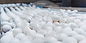 Egg factory industry poultry conveyor production