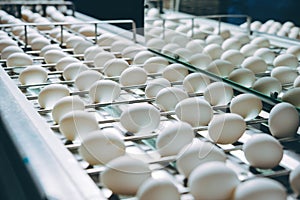 Egg factory plant agriculture poultry chicken farm