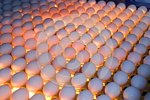Egg Factory - Quality Control by candling