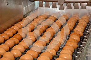 Egg factory on selecting process and grading production line