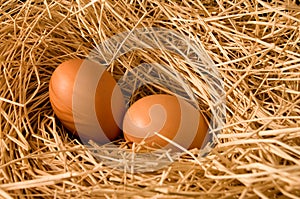 Egg in farm straw