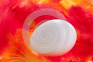 Egg on feather background