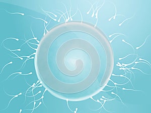 Egg fertilization illustration