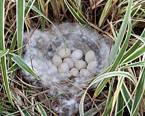 Egg-filled Muscovy Duck Nest in Liriope Plant