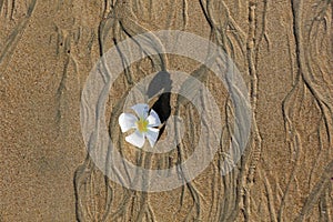 Egg flower at Raily bay, Krabi, Thailand